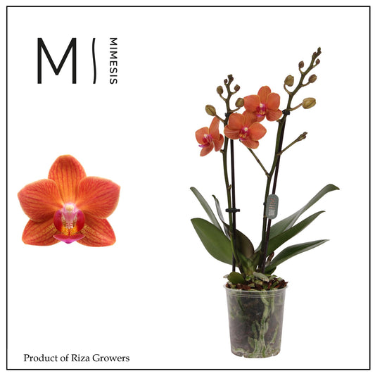 Phalaenopsis multiflora Bolzano 35cm 9cm Pot