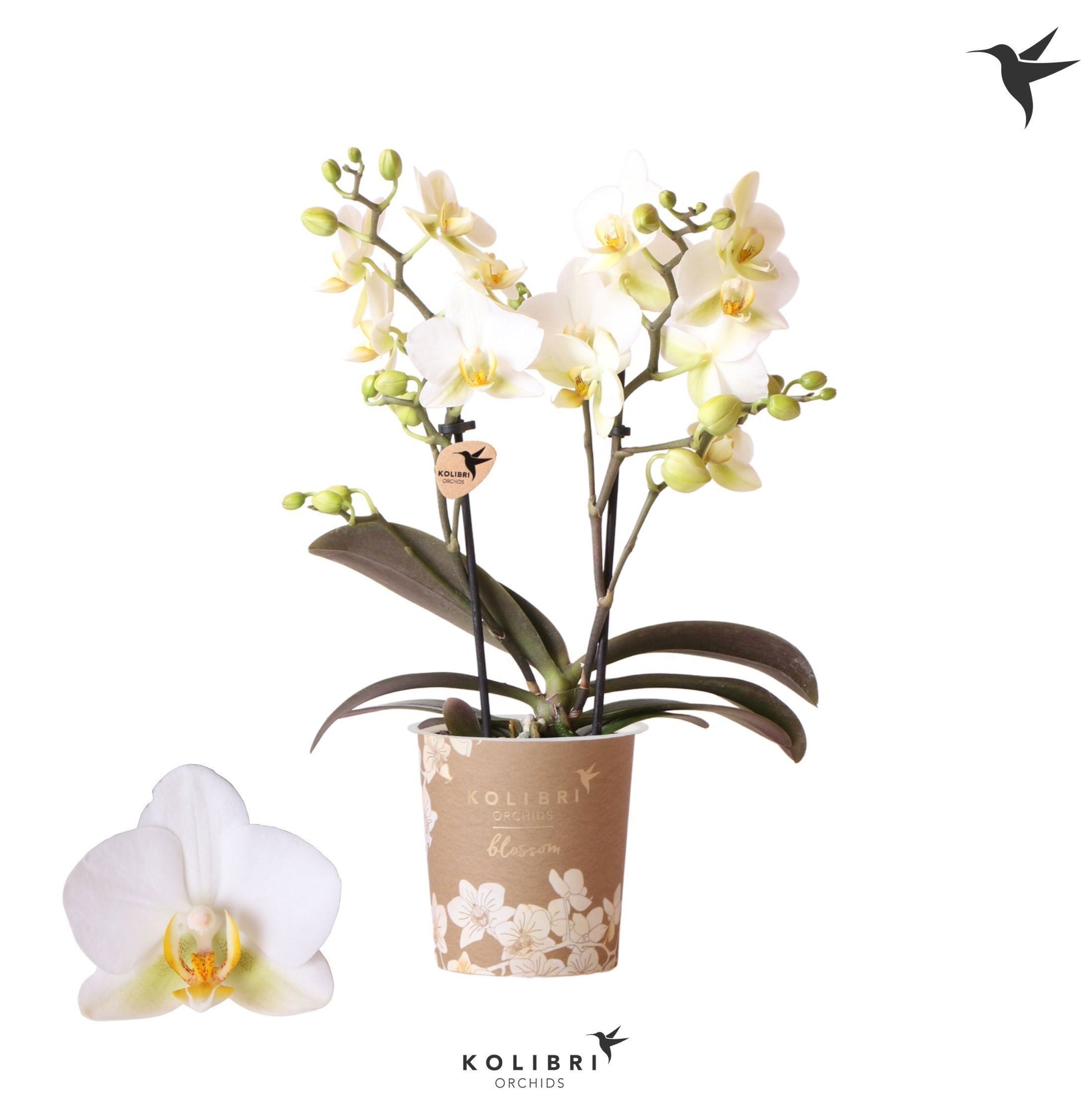OK Plant Phalaenopsis mf. Lausanne Pack of 12