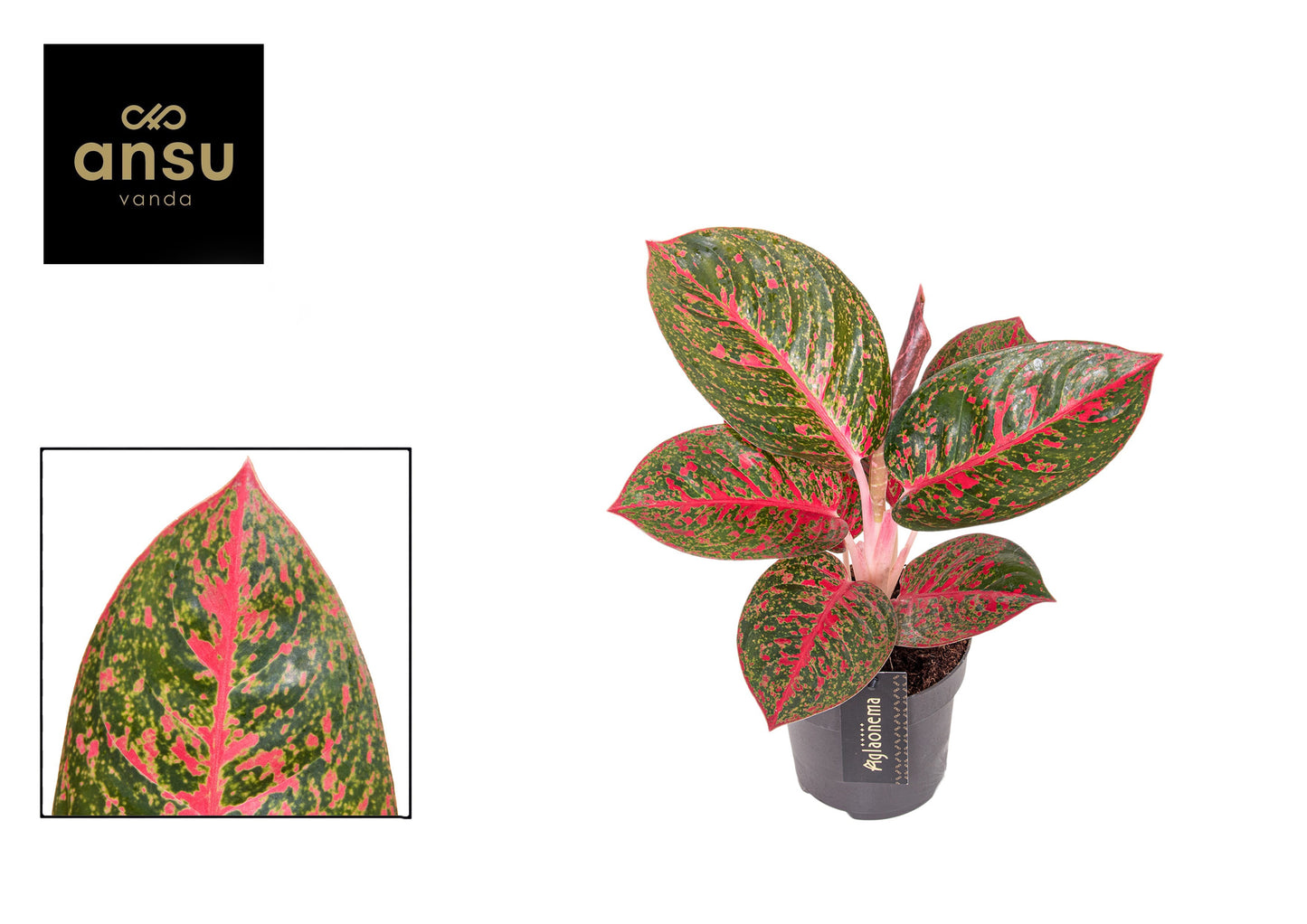 Aglaonema Red Valentine 45cm 12cm Pot