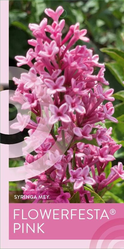 Syringa Hybrid 120cm 23cm Pot