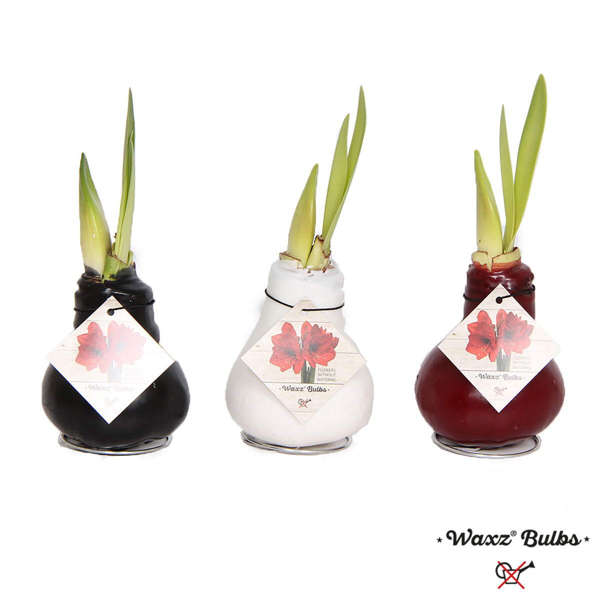 Hippeastrum wax 15cm 998cm Pot