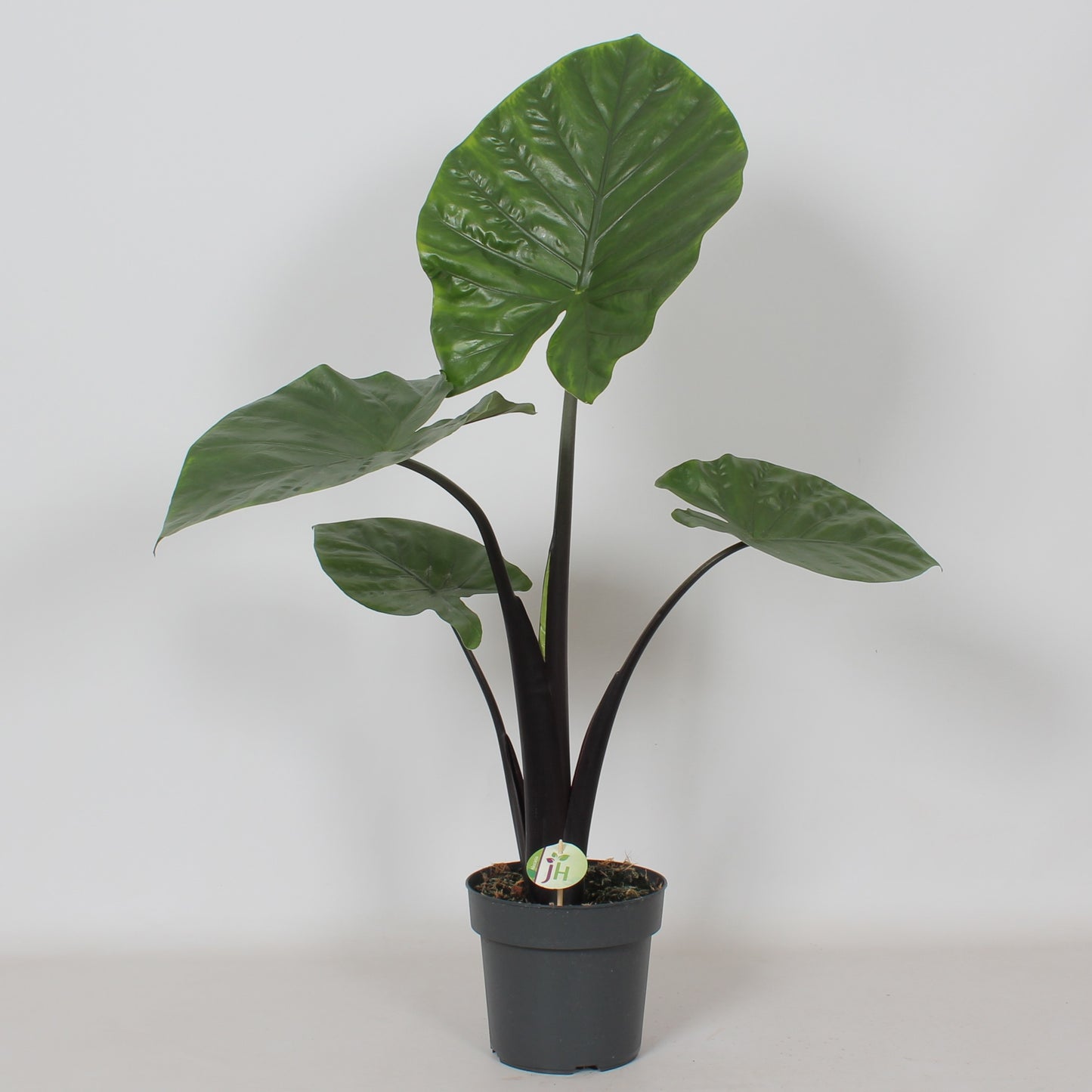 Heijnen Potplanten, J. Alocasia amazonica Pack of 1