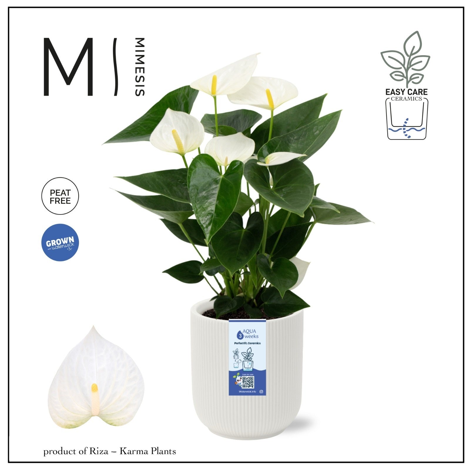 Riza Karma Plants Anthurium Karma White Pack of 4