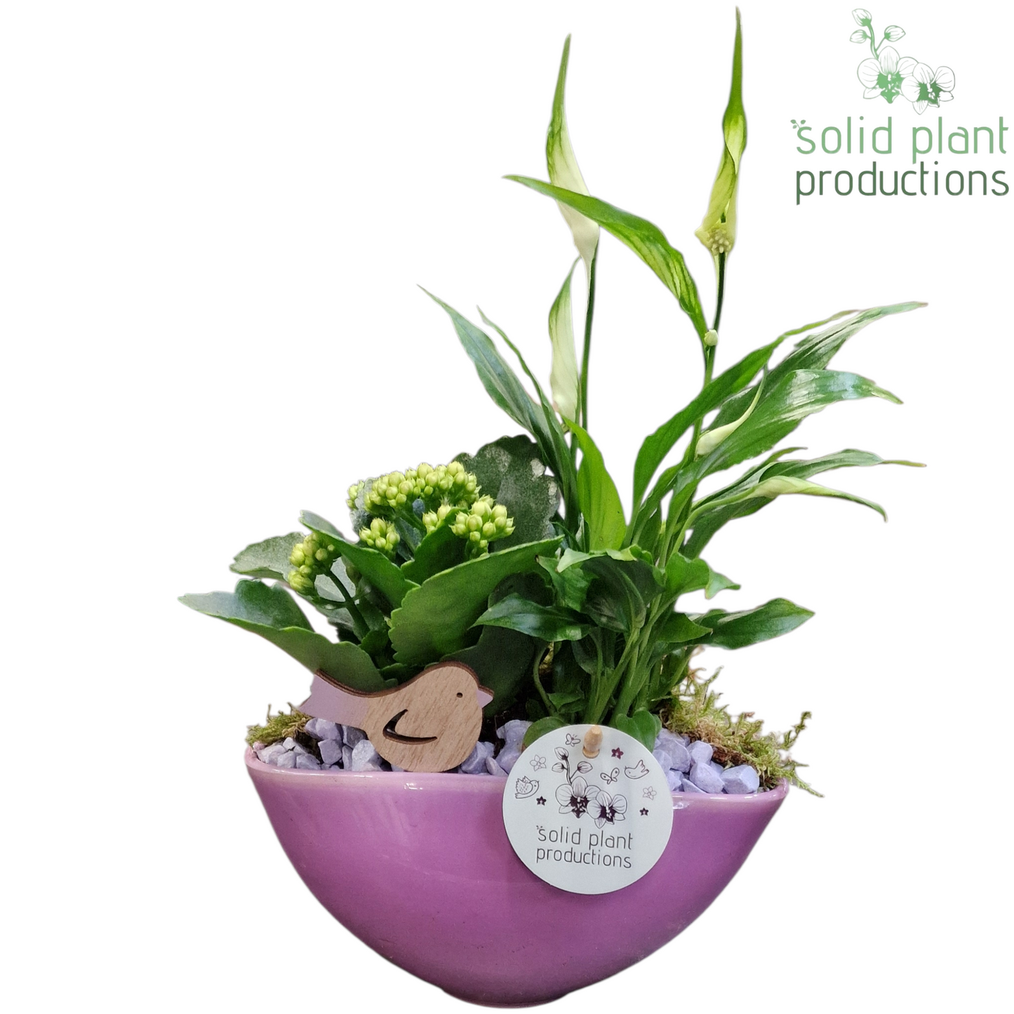 Solid Plant Productions SK006 Katty Lila Pack of 4