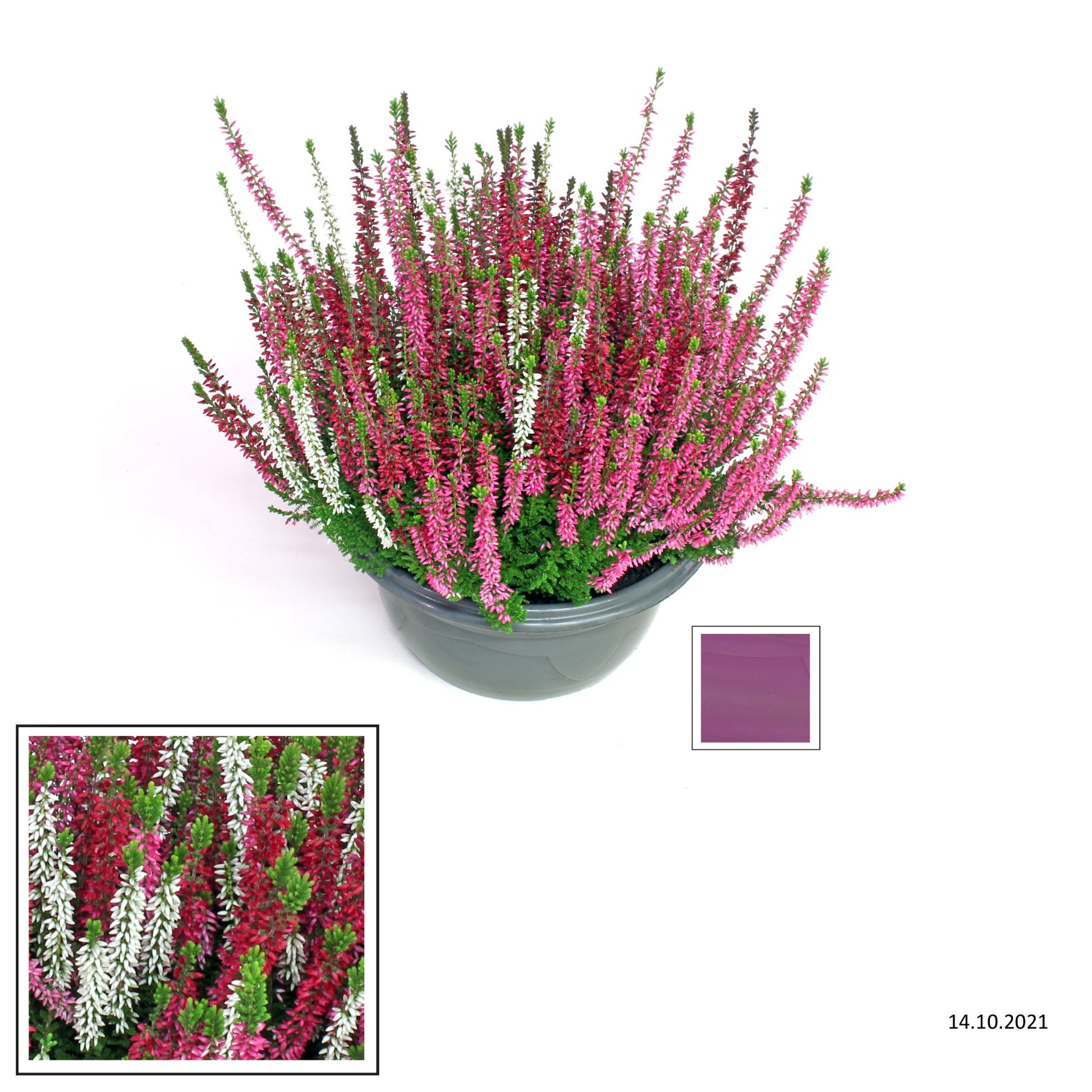Calluna Beauty Ladies mix 30cm 23cm Pot
