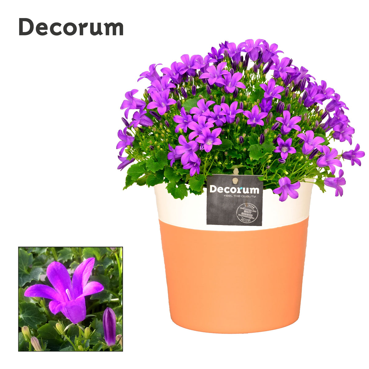 Campanula Porto 22cm 13cm Pot