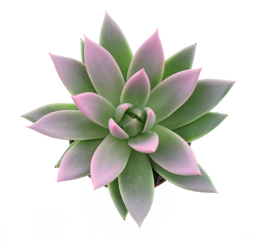 Miranda tips rose 10cm 8.5cm Pot