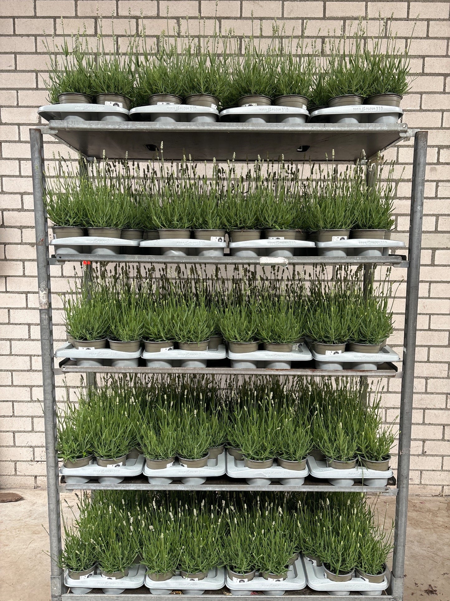 Lavandula ang. White Summer 35cm 13cm Pot