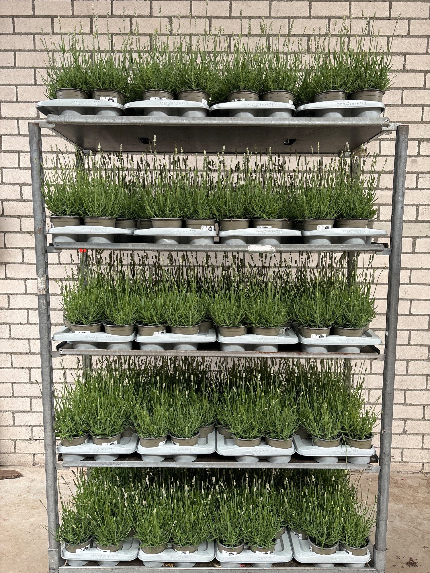 Lavandula ang. White Summer 35cm 13cm Pot