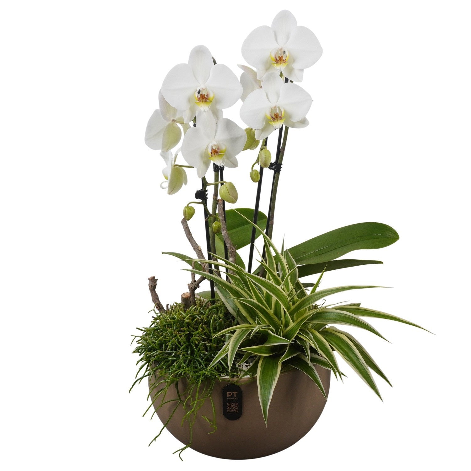 Indoor arrangement 60cm 26cm Pot
