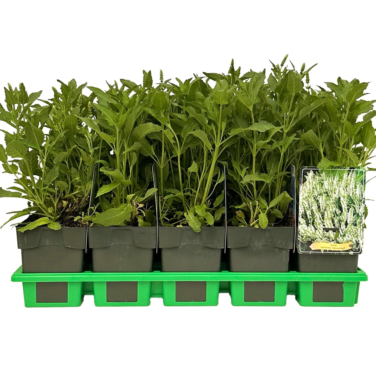 Salvia nem. Schneehuegel 25cm 11cm Pot