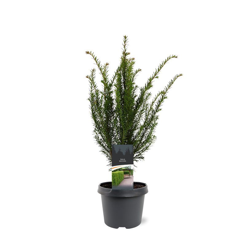 Taxus baccata 50cm 19cm Pot