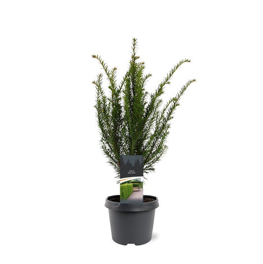 Taxus baccata 50cm 19cm Pot