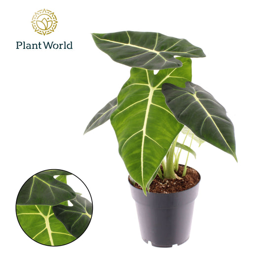 Alocasia Frydek 35cm 14cm Pot