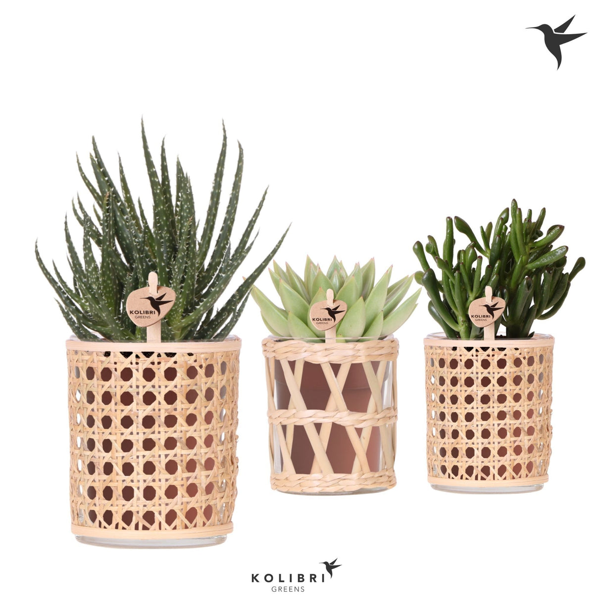 Succulent mix 23cm 9cm Pot