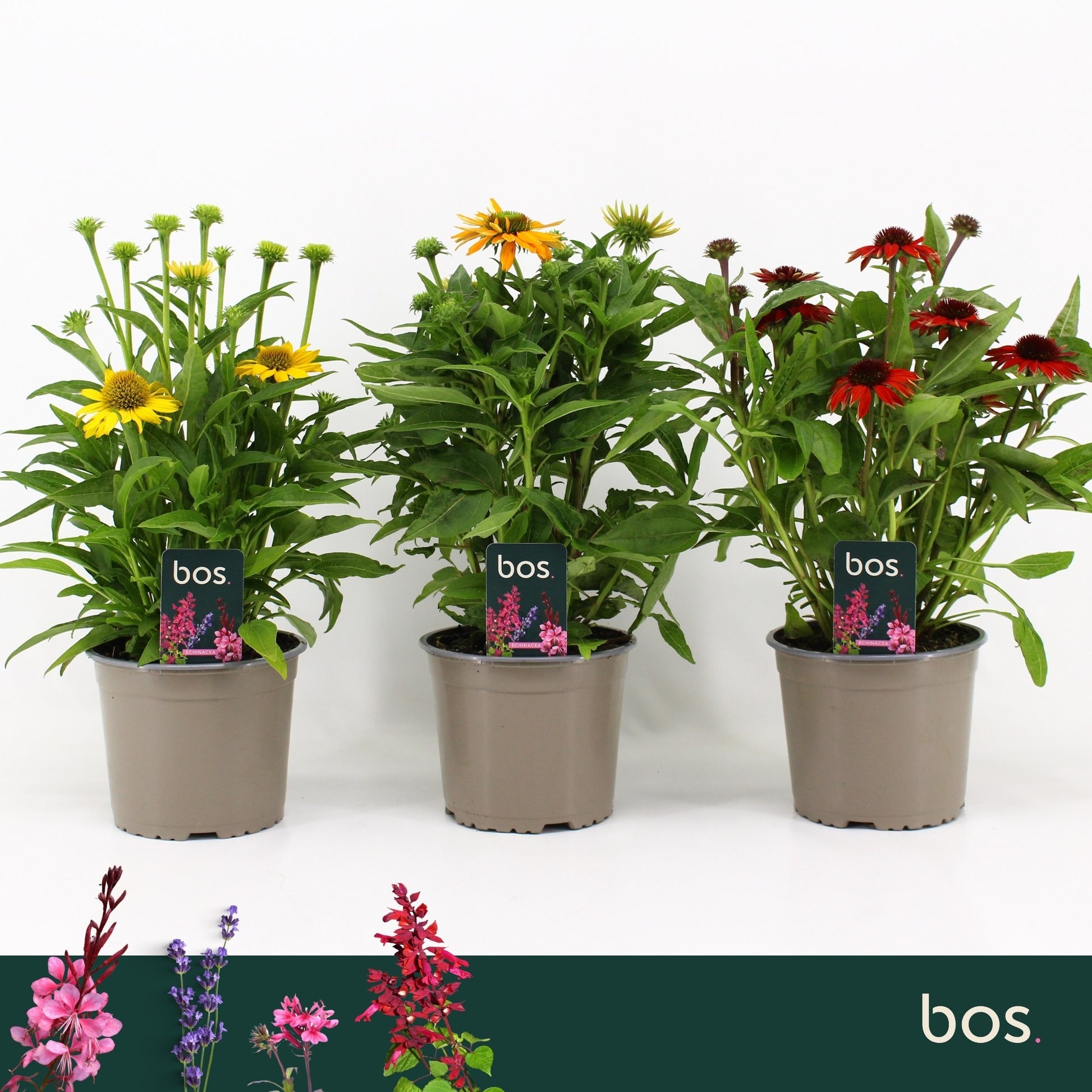 Echinacea Sombrero mix 35cm 17cm Pot