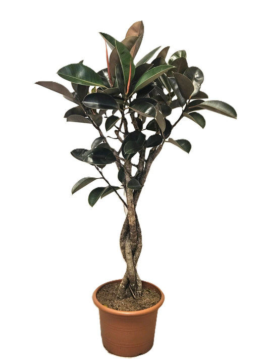 Ficus el. Burgundy 170cm 40cm Pot
