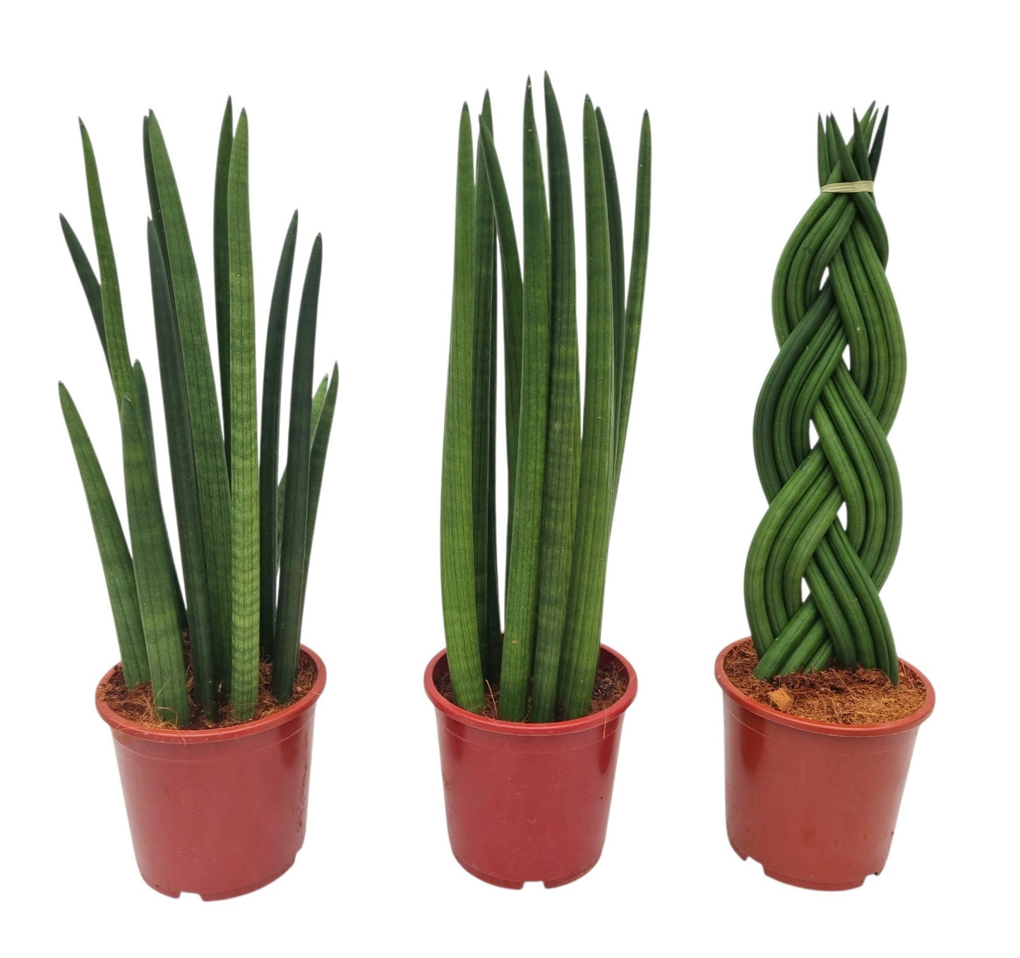 Sansevieria cylindrica 55cm 17cm Pot
