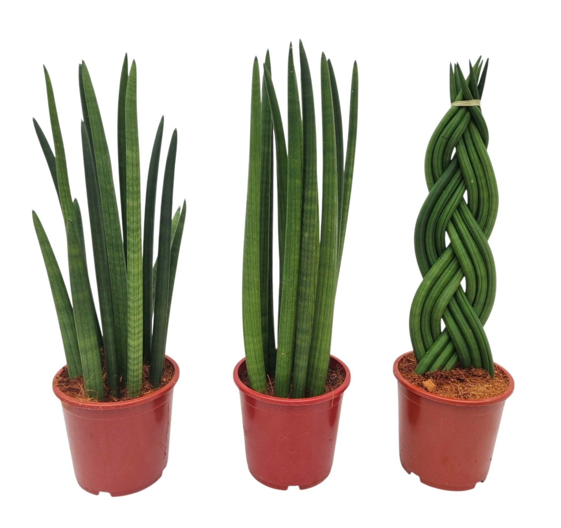 Sansevieria cylindrica 55cm 17cm Pot