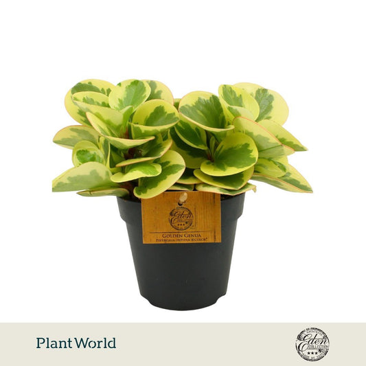 Peperomia Obtipan Bicolor 20cm 12cm Pot