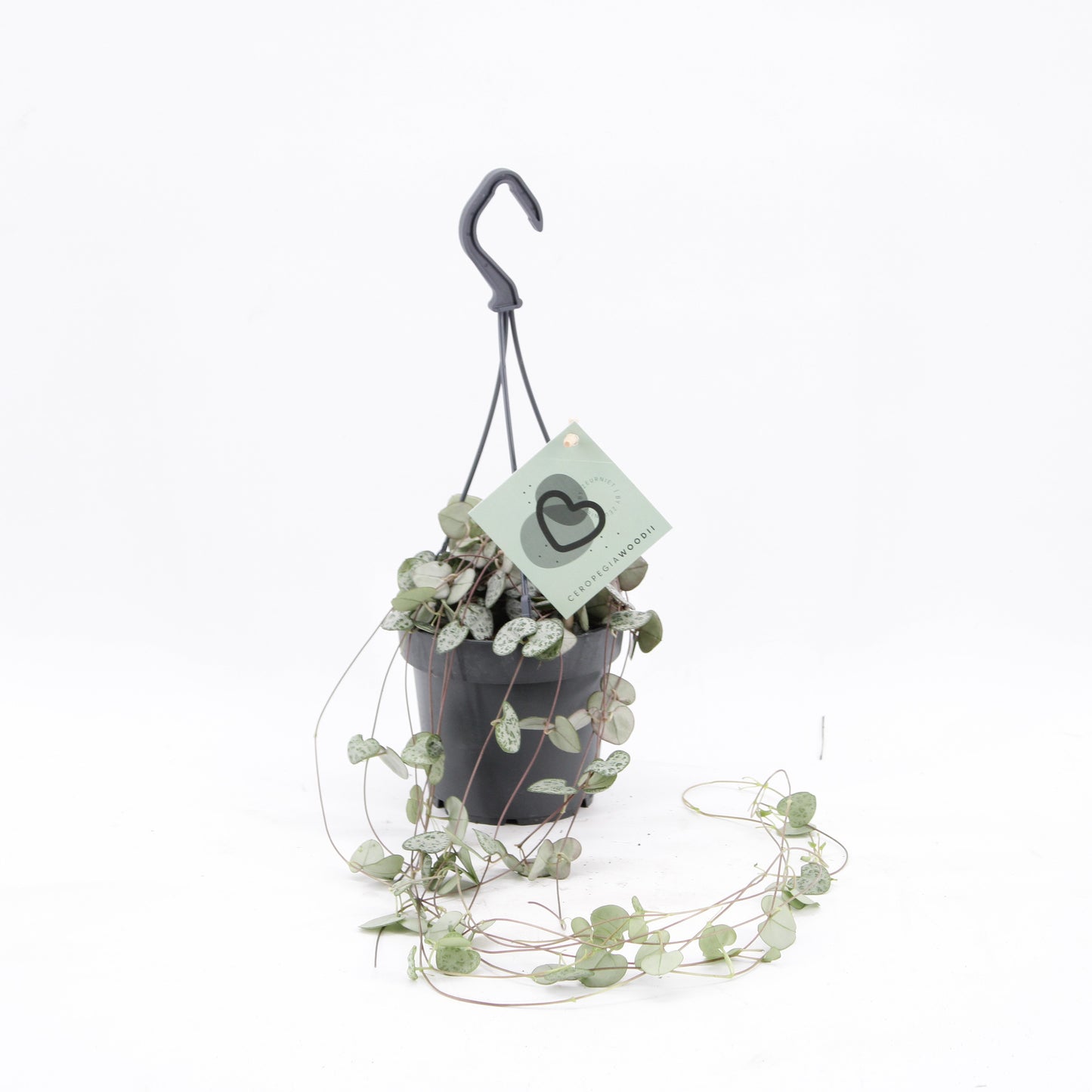 Zeur Niet, kwekerij Ceropegia woodii (string of hearts) Pack of 6
