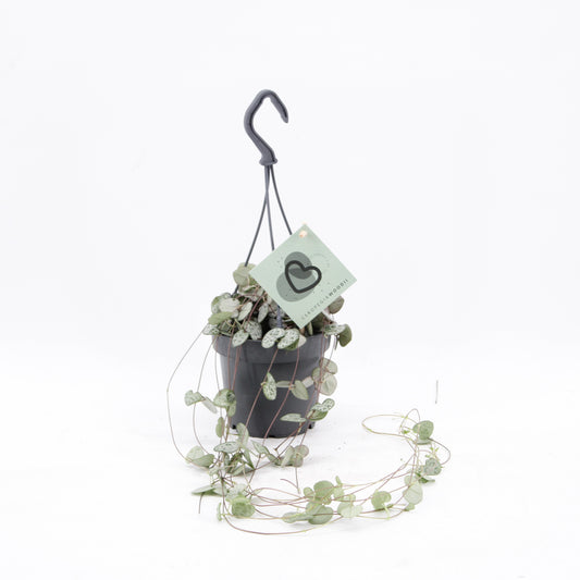 Zeur Niet, kwekerij Ceropegia woodii (string of hearts) Pack of 6