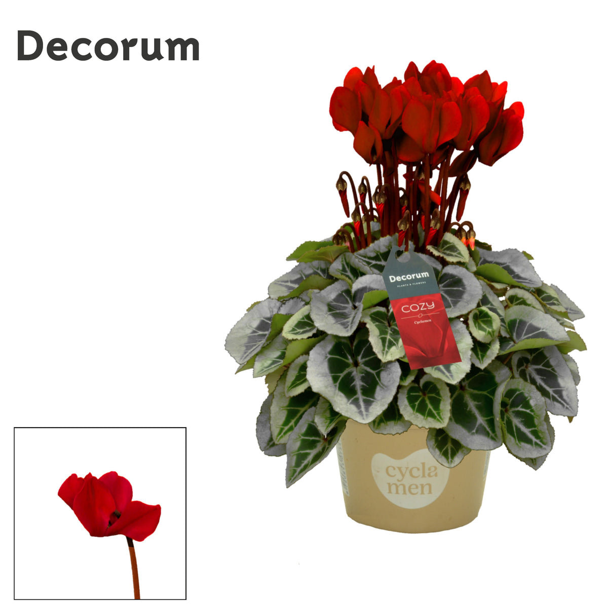 Cyclamen Picasso 25cm 10.5cm Pot