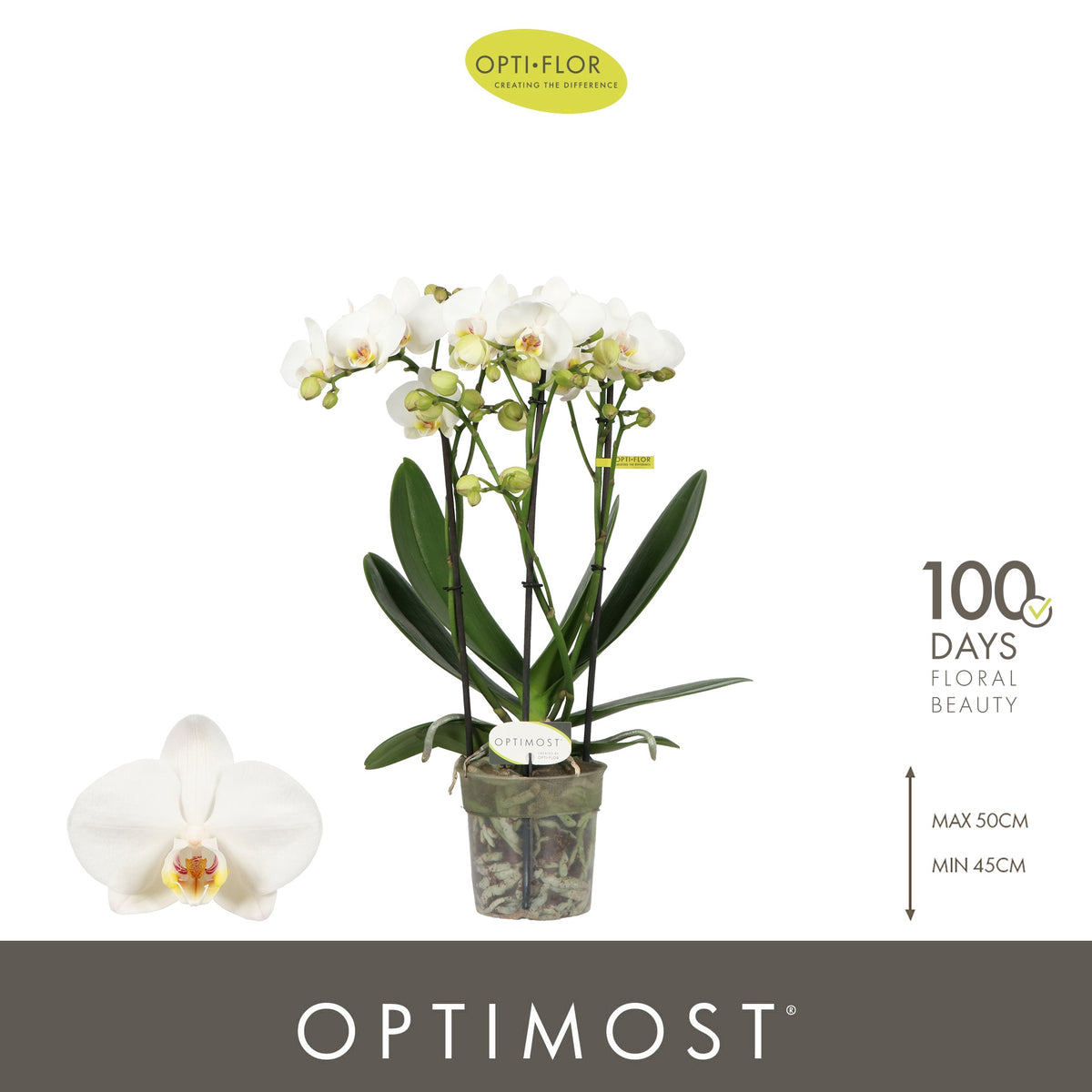 Phalaenopsis multiflora white 45cm 12cm Pot