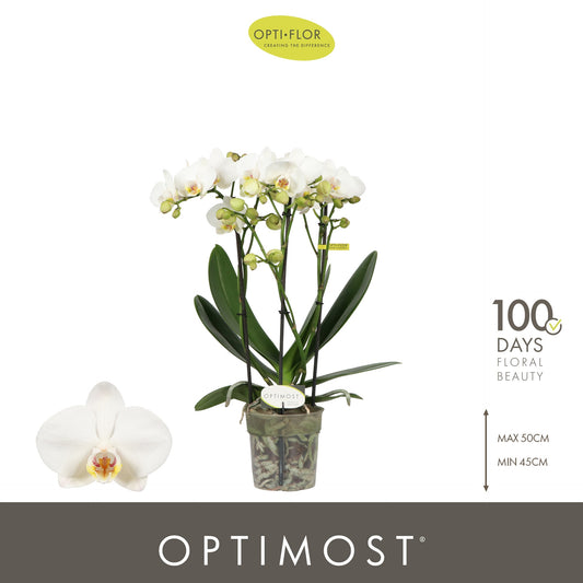 Phalaenopsis multiflora white 45cm 12cm Pot