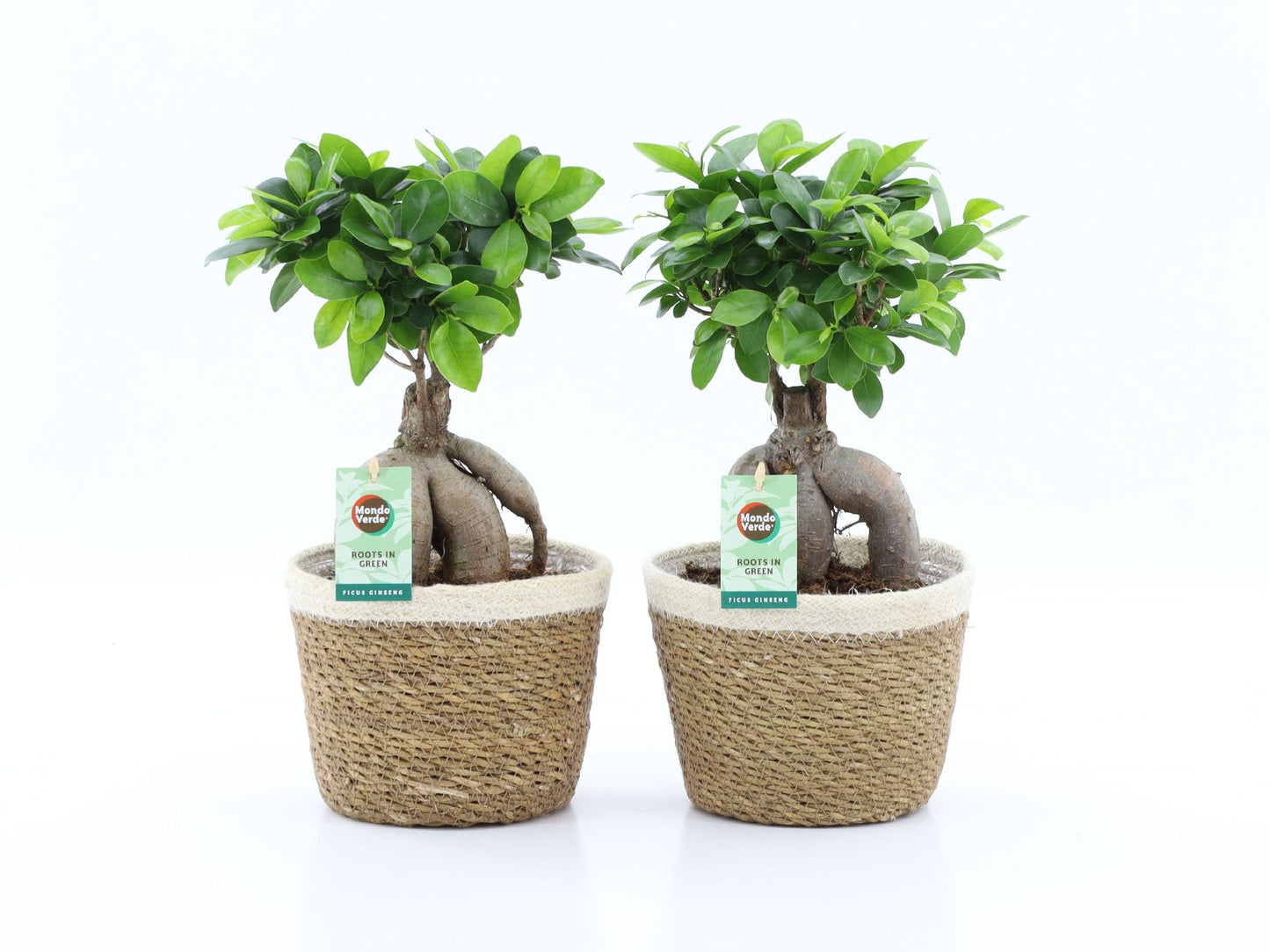 Ficus Ginseng 42cm 19cm Pot