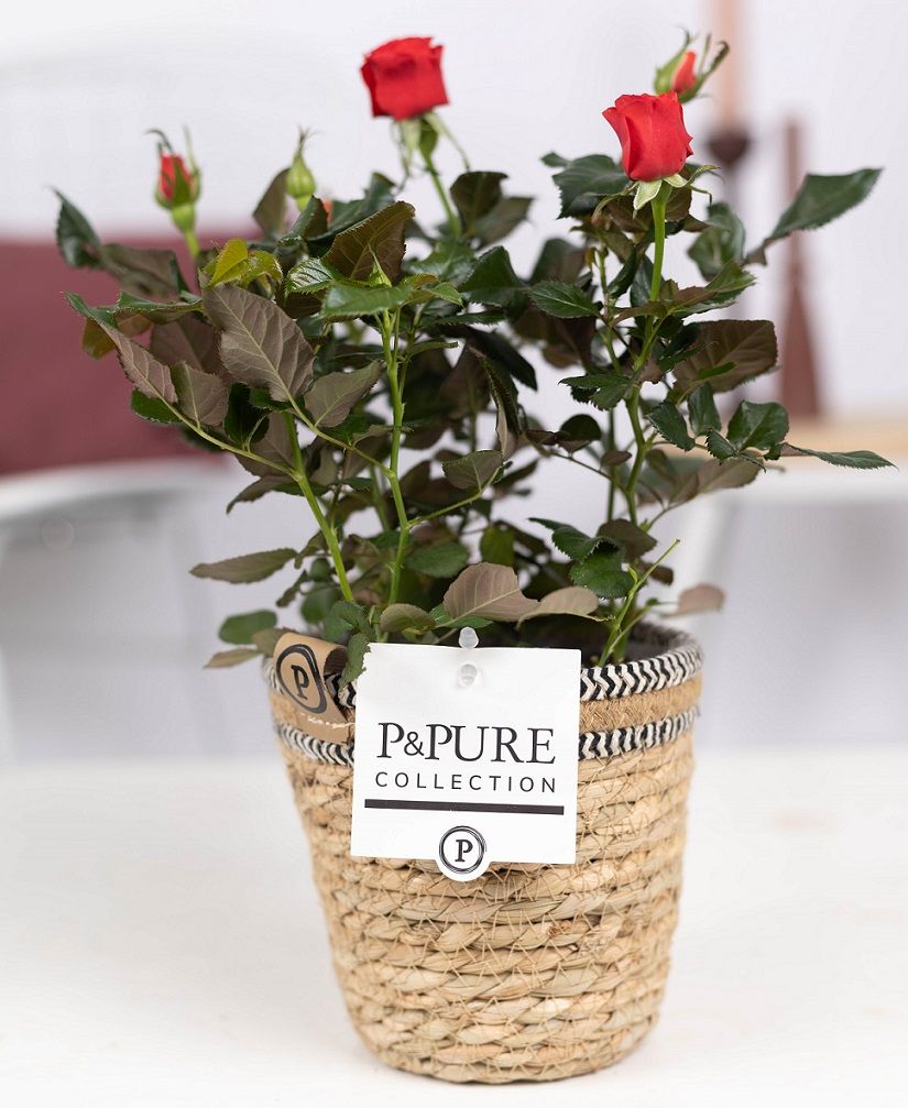Rosa Beau Monde red 28cm 12cm Pot