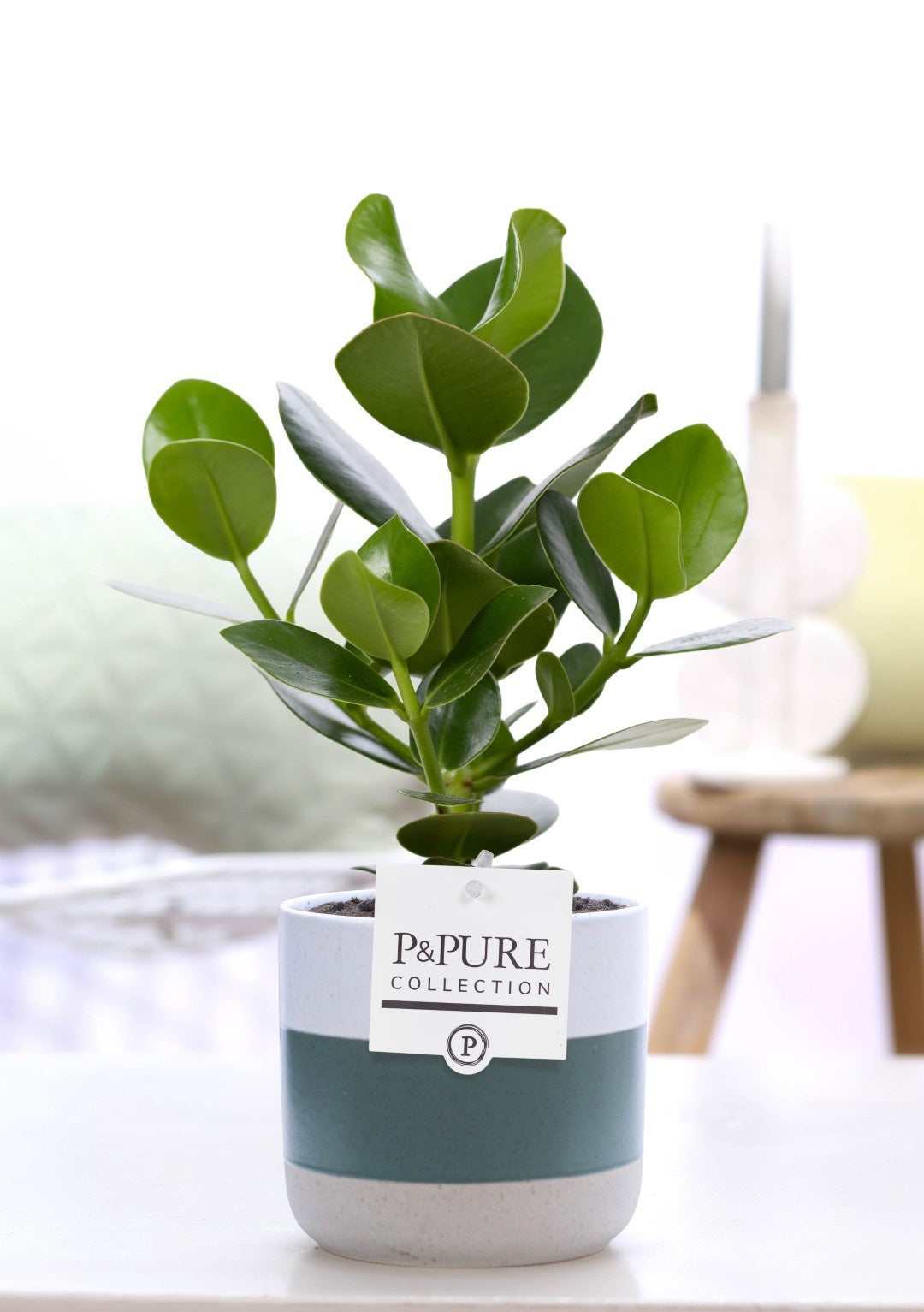 Clusia Princess 30cm 12cm Pot