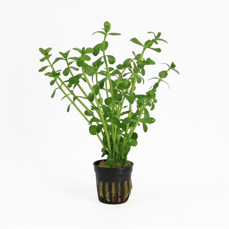 Waterplkw R. Moerings Bacopa caroliniana Pack of 6