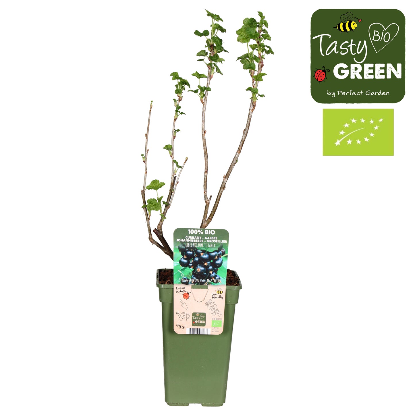 Ribes nigrum 50cm 19cm Pot