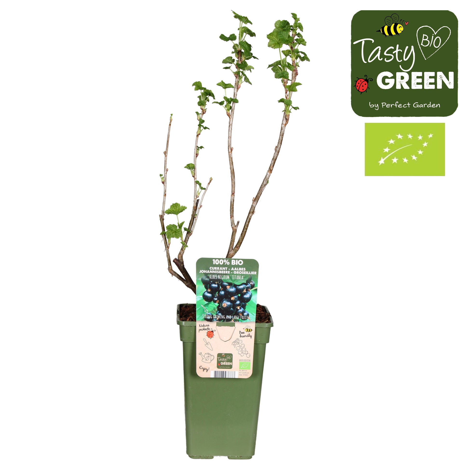 Ribes nigrum 50cm 19cm Pot