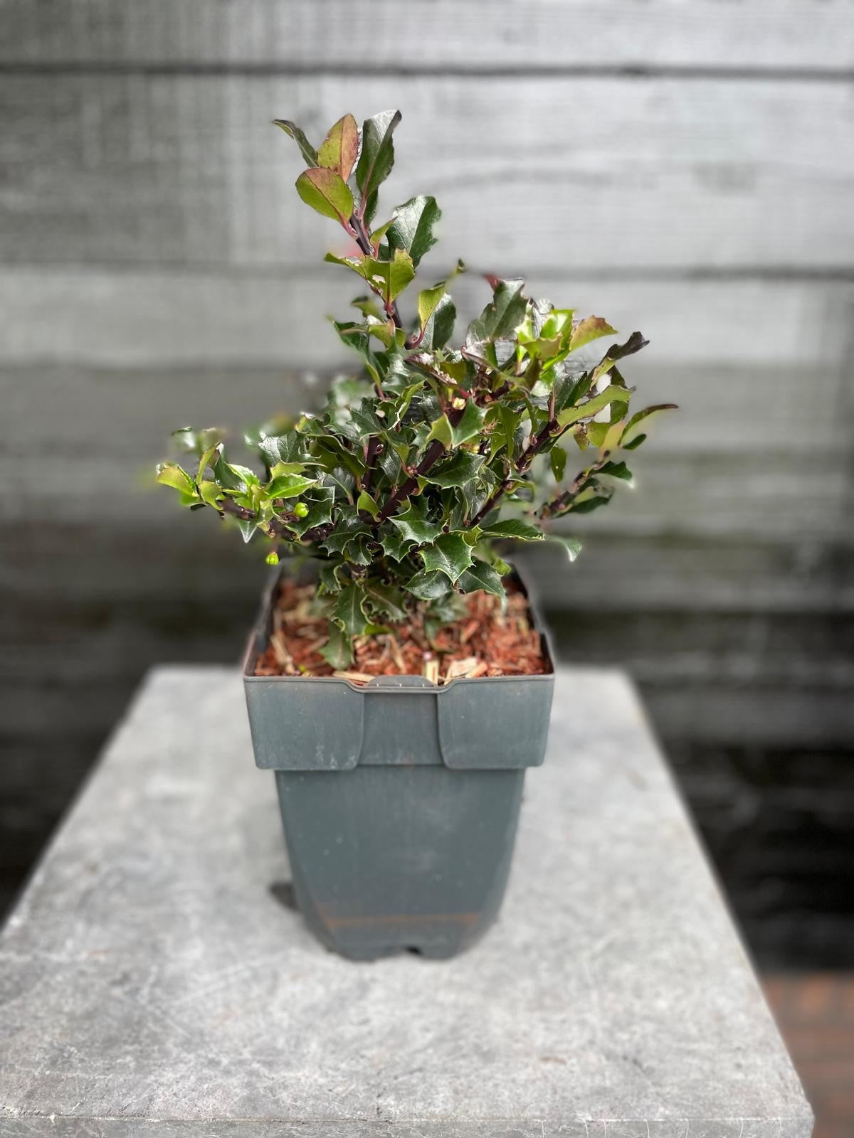 Ilex meserveae Blue Angel 50cm 17cm Pot