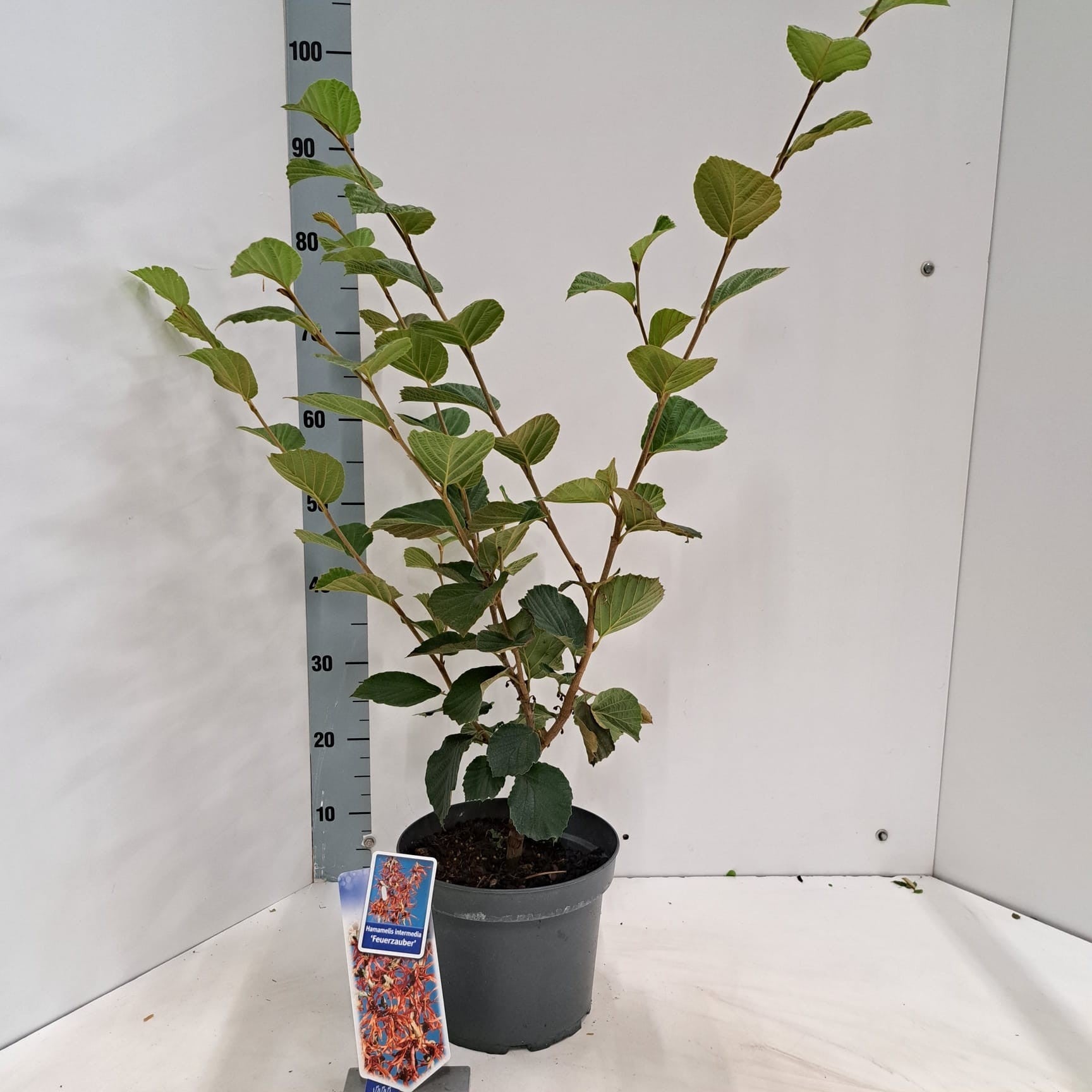 Hamamelis int. Feuerzauber 80cm 23cm Pot