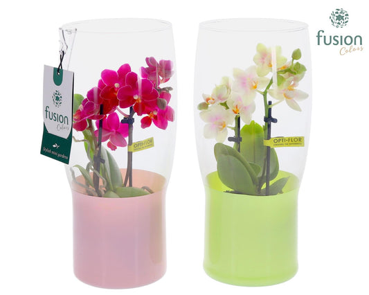 Green Bottle Tulp vaas met Phalaenopsis 25cm 12cm Pot