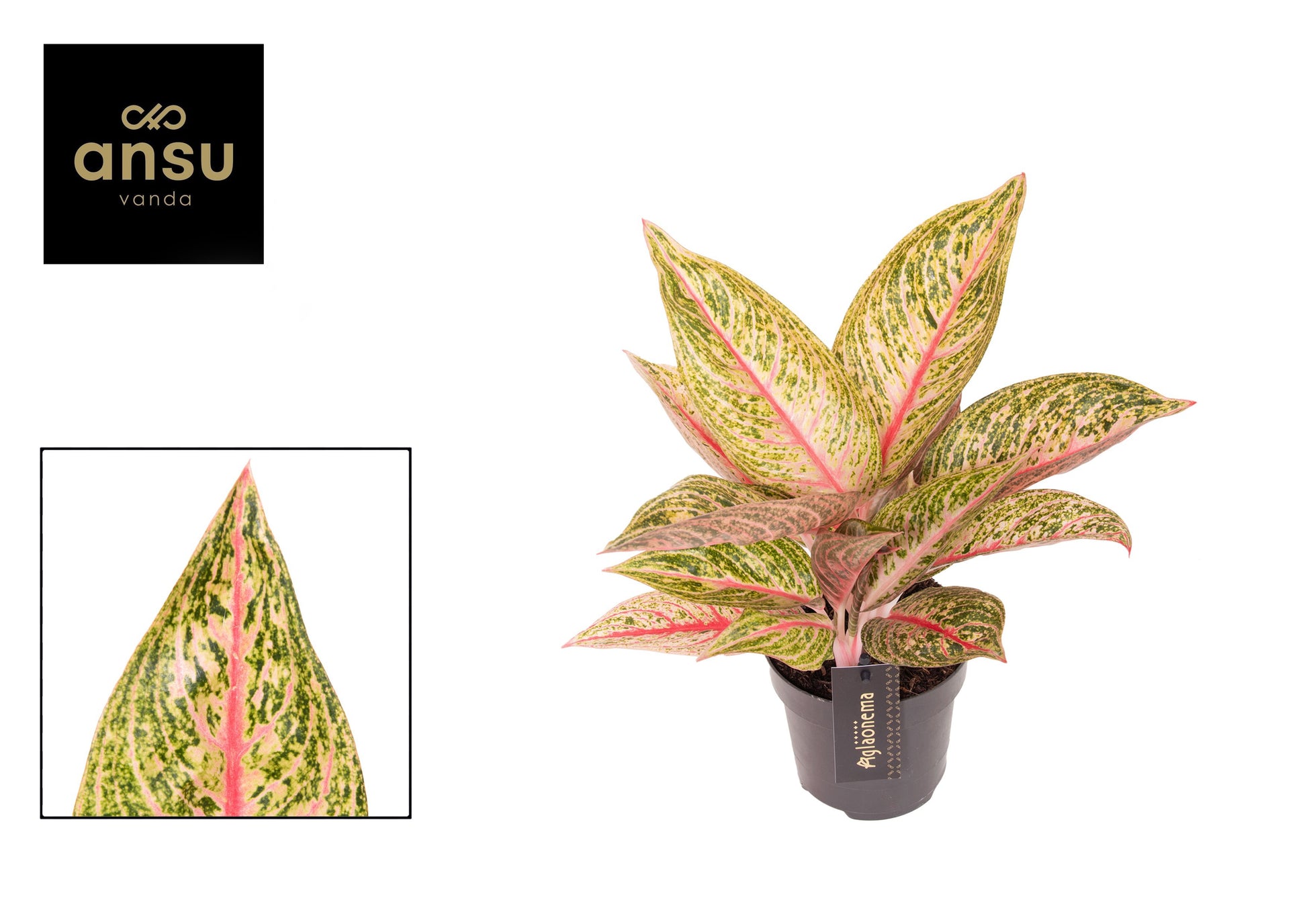 Aglaonema Red Valentine 35cm 12cm Pot
