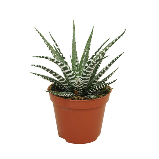 Haworthia Big Band 14cm 8.5cm Pot