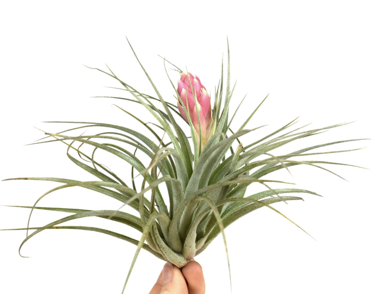 Tillandsia Silver 10cm 10cm Pot