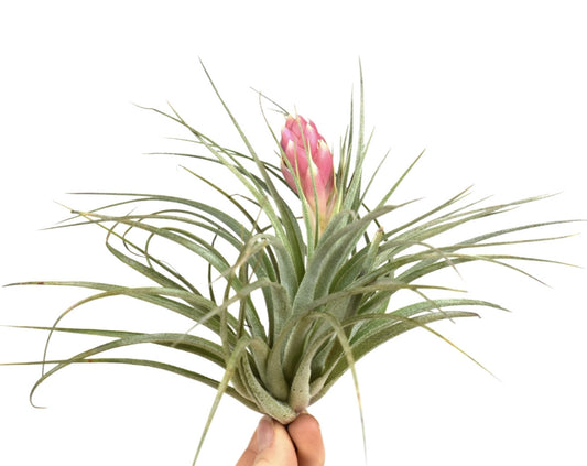 Tillandsia Silver 10cm 10cm Pot