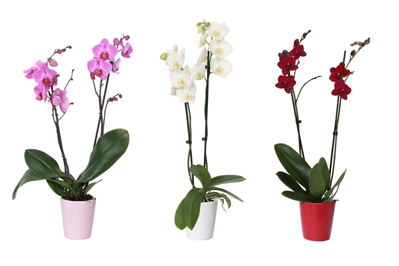 Phalaenopsis mix 55cm 12cm Pot