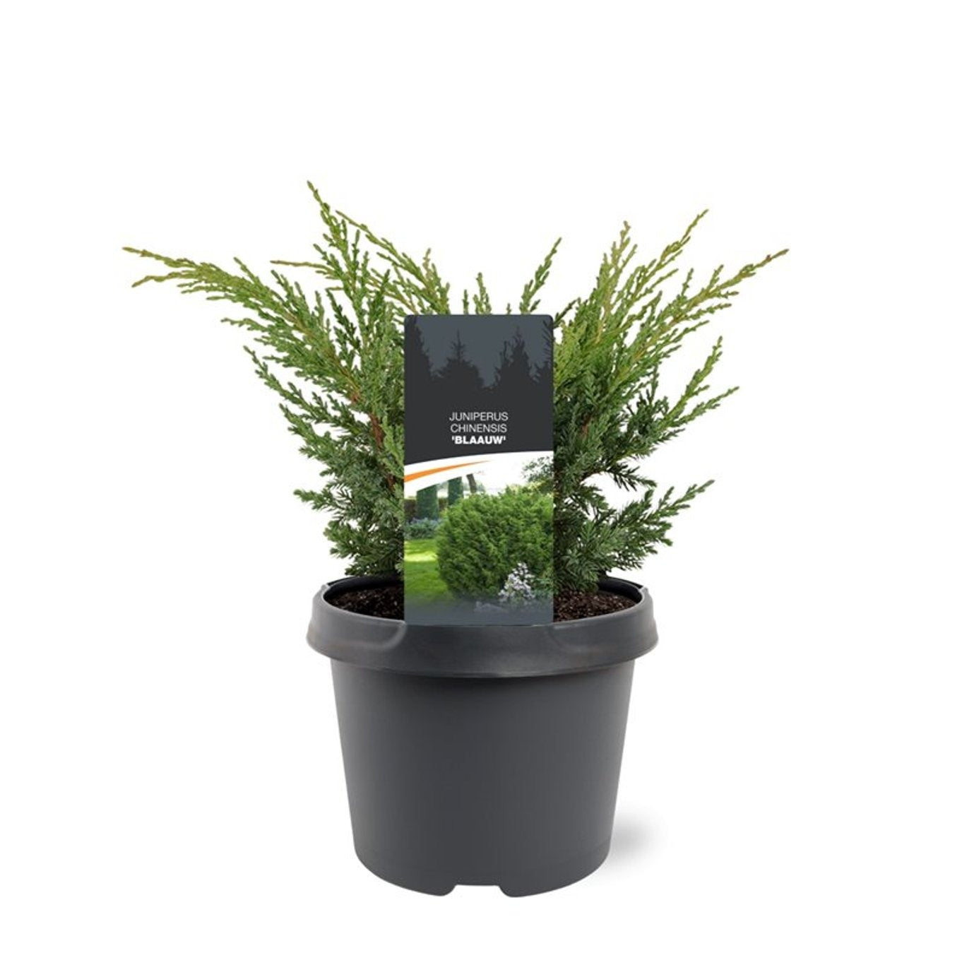 Bremmer Boomkwekerijen Juniperus chin. Blaauw Pack of 1