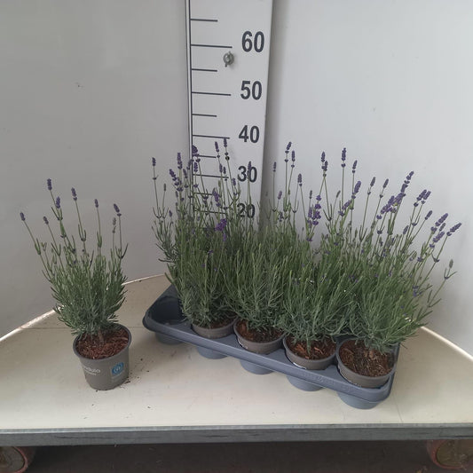 Lavandula Hidcote 35cm 12cm Pot