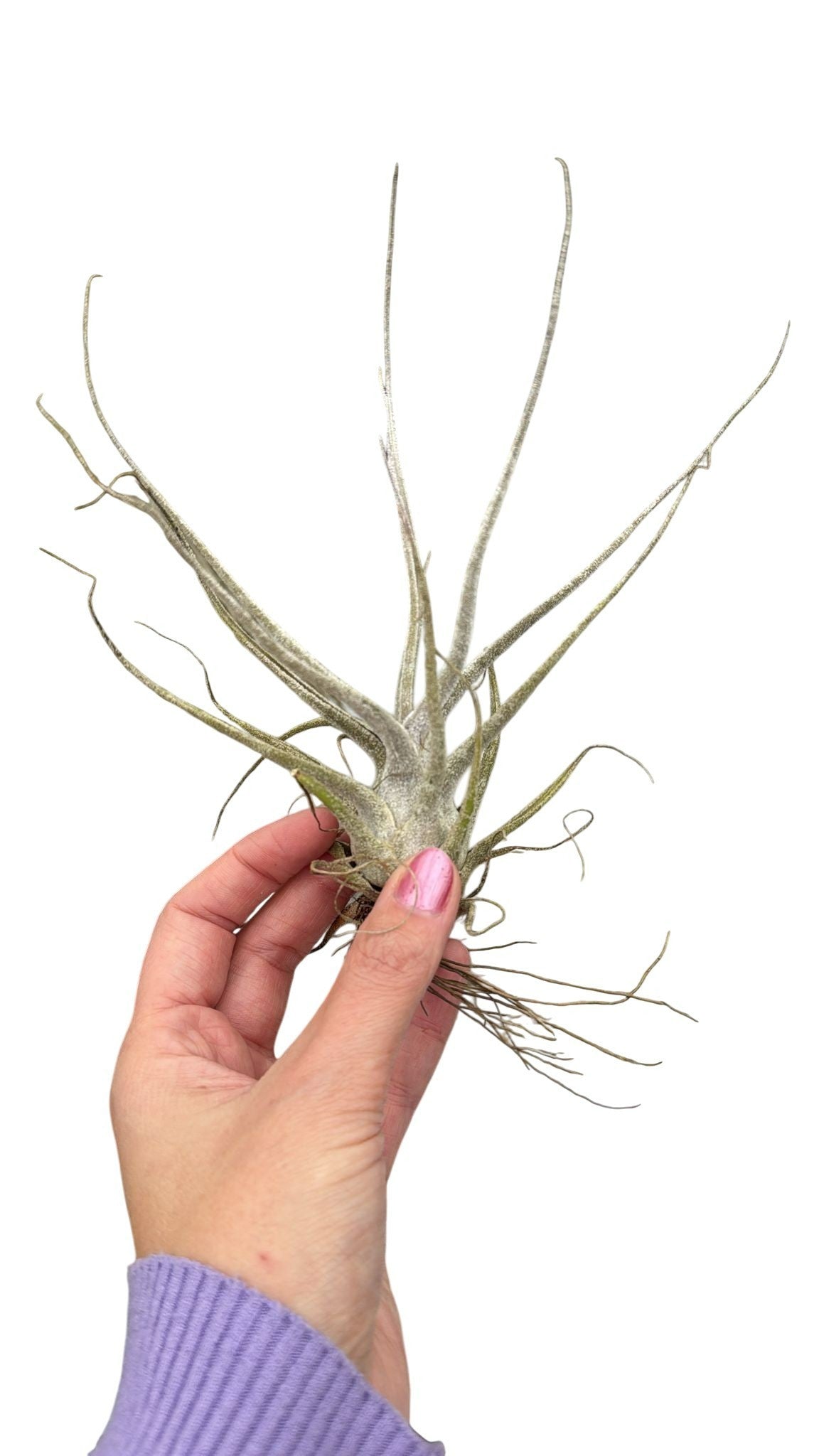 Tillandsia ionantha 10cm 999cm Pot