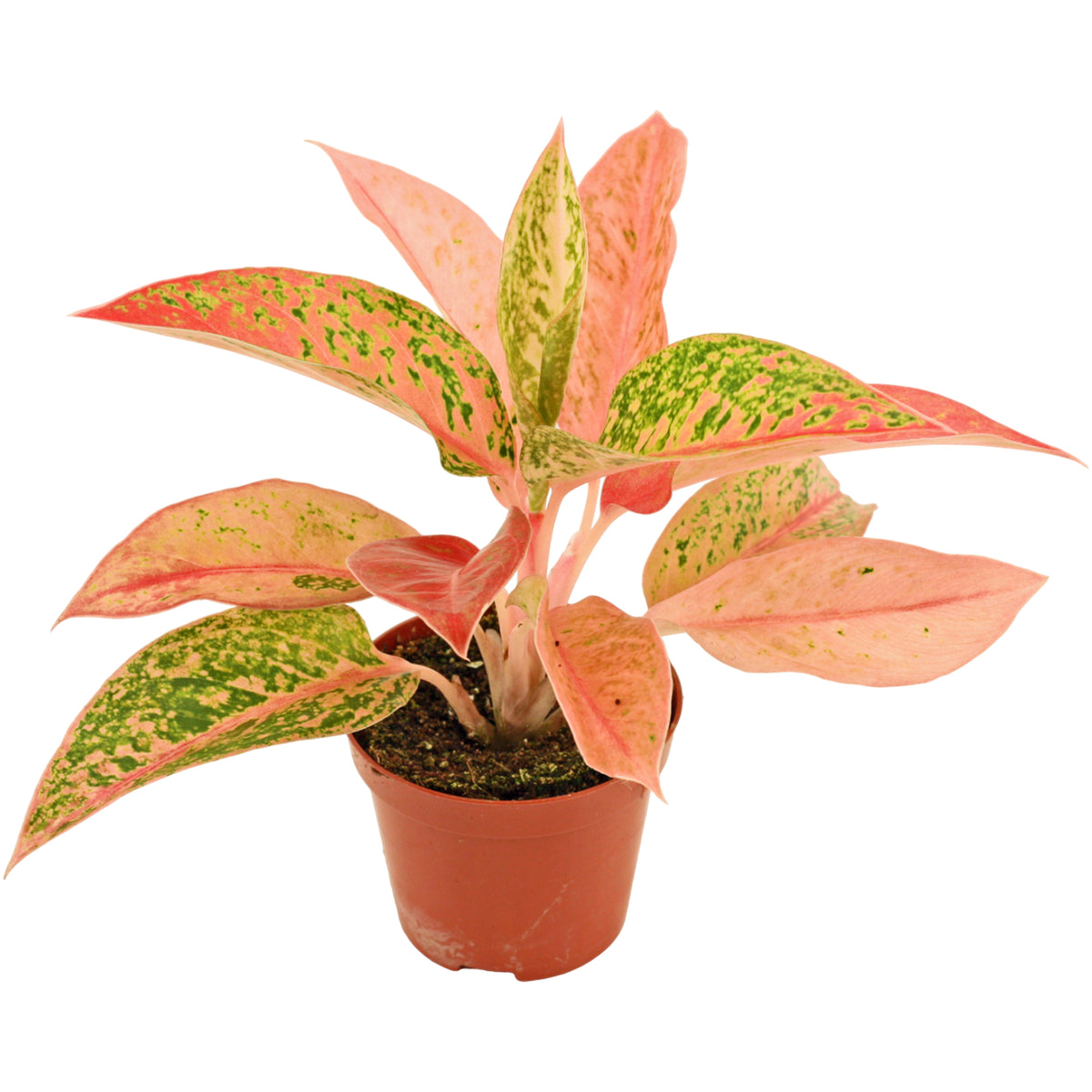 Aglaonema Hybrid 20cm 9cm Pot