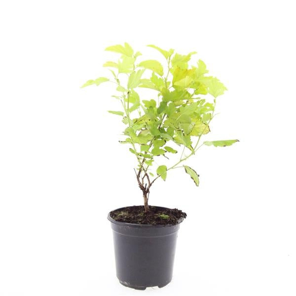 Boer, W.T.M. de Physocarpus Dart's Gold Pack of 8