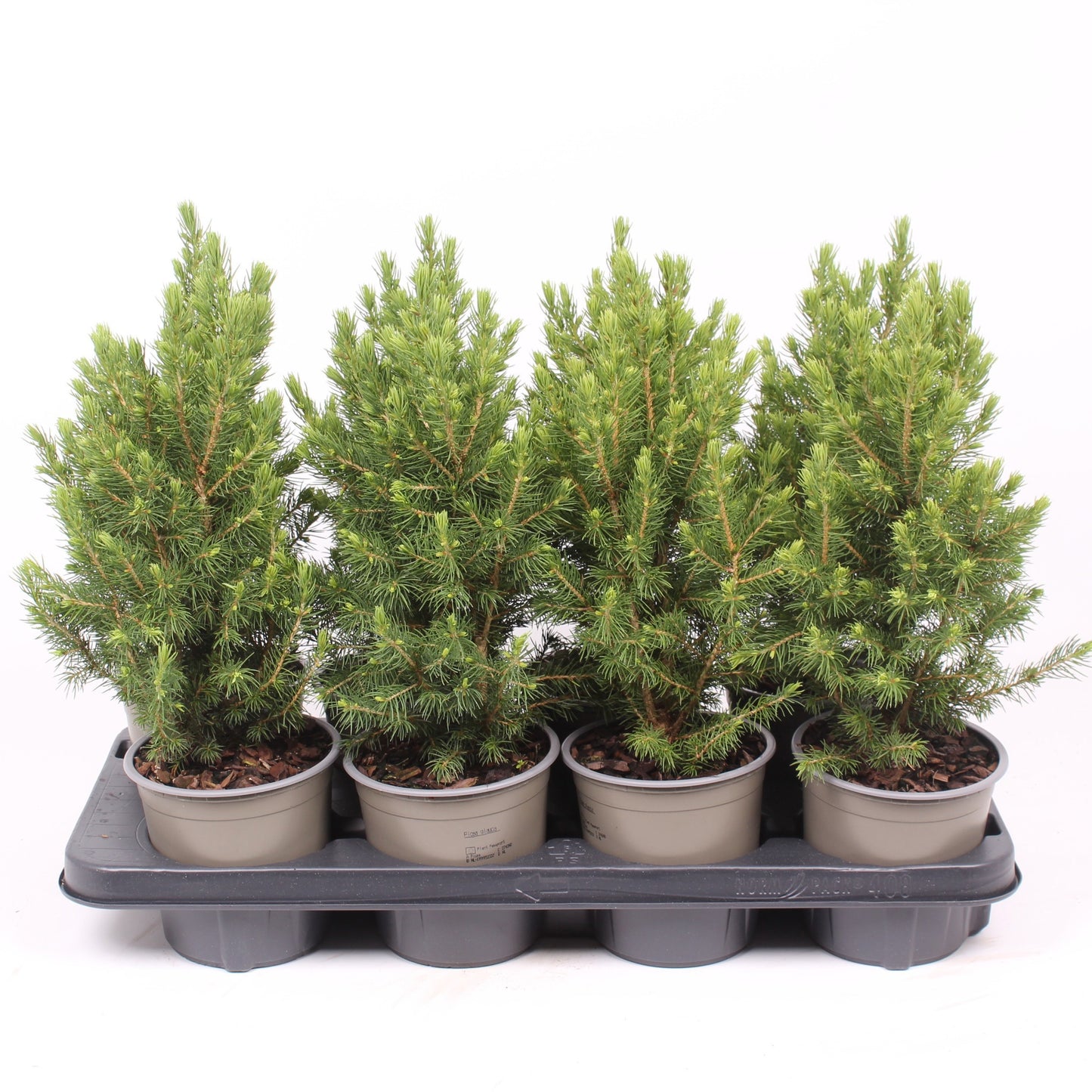 Picea glauca Conica 40cm 13cm Pot