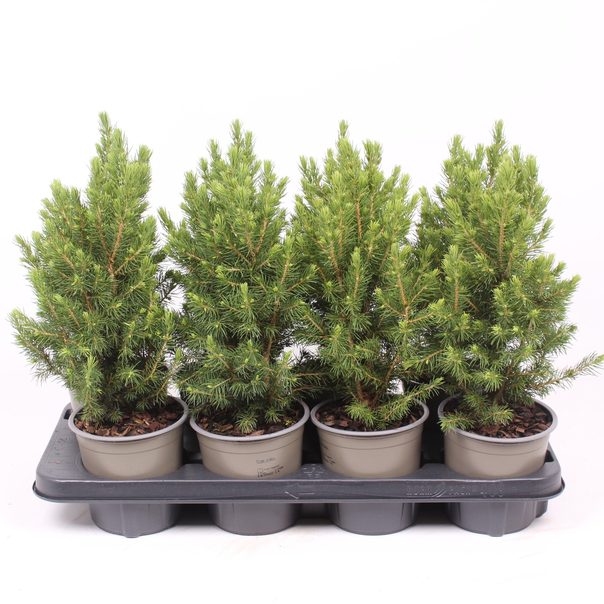 Picea glauca Conica 40cm 13cm Pot